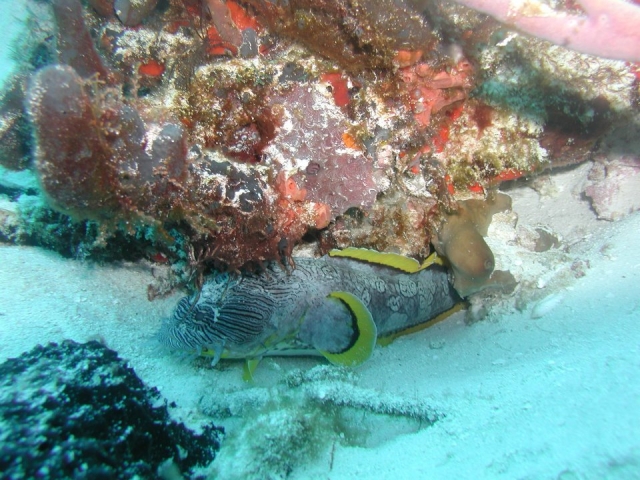  Rare fish 